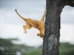 I vincitori dei Comedy Wildlife Photography Awards 2022: il lato “sciocchino” della natura