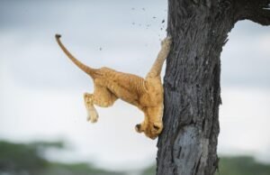 I vincitori dei Comedy Wildlife Photography Awards 2022: il lato “sciocchino” della natura