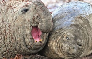 #I vincitori del Comedy Wildlife Photography Awards vi faranno piegare dal ridere #I vincitori del Comedy Wildlife Photography Awards vi faranno piegare del ridere