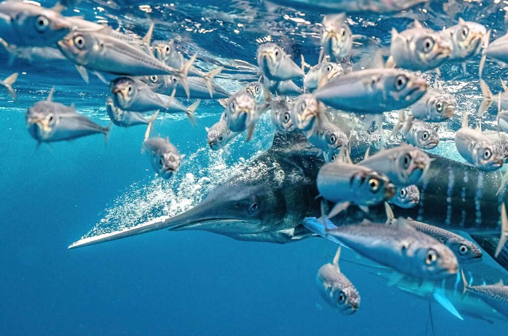 #Il Nature Photographer of the Year è italiano!