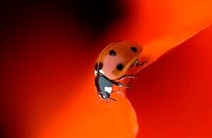 #Uno sguardo sul microscopico con i vincitori del Close-Up Photography Of The Year Jacky Parker - Close-Up Photography Awards 2020