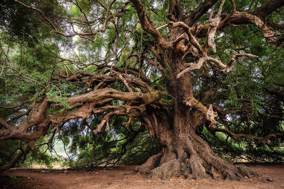 #Le malattie delle piante che hanno  cambiato il mondo: disponibili i podcast di “spore”