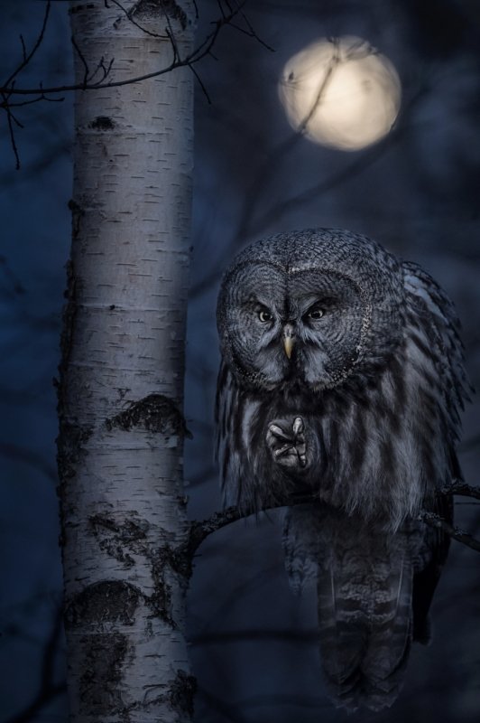 #Le strabilianti foto vincitrici del Siena International Photo Awards 2020