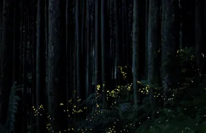 #Il prezzo della solitudine e l’illusione della parità