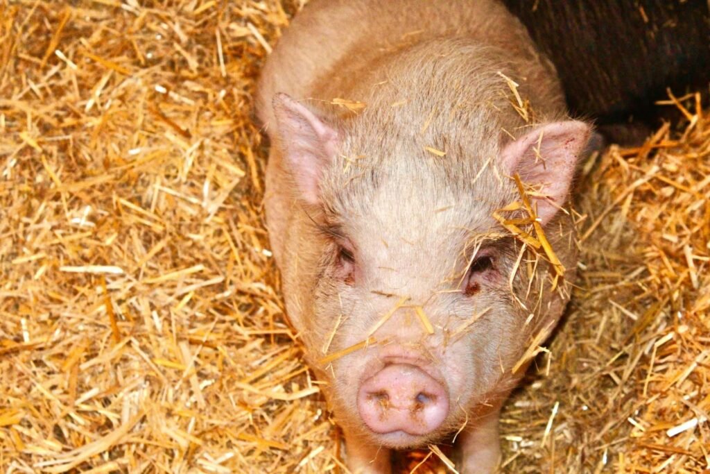 Cosa sono e dove si trovano i Mipig Café e gli altri bar con gli animali, Mipig Café: i bar in Giappone dove coccolare i maialini