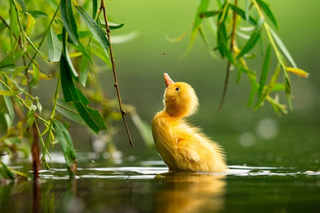 “Mallard duck” by Zdeněk Jakl. (Photo: © Zdeněk Jakl/Bird Photographer of the Year)