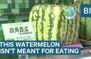 #Le angurie quadrate giapponesi: una straordinaria fusione tra tradizione e innovazione