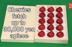 #Ciliegie di Aomori: preziosità dolce della cultura giapponese