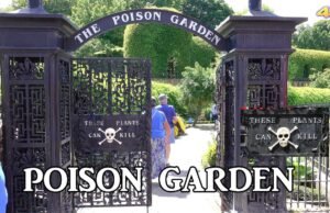 #Il Giardino dei Veleni di Alnwick: un’esperienza botanica unica nel suo genere