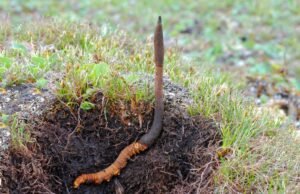 Yartsa Gunbu: il raro fungo himalayano