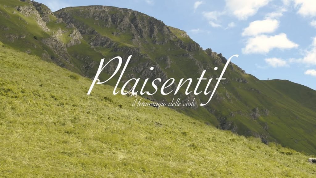 Plaisentif: il formaggio piemontese da latte di vacche che brucano viole, Il Plaisentif: l&#8217;antico formaggio con latte di mucche si alimentano con le viole