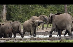 Nella foresta degli elefanti: viaggio nel cuore verde dell’Africa