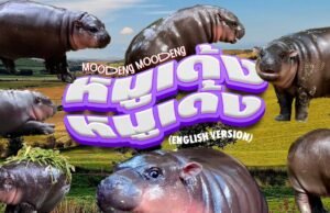 Da fenomeno social a star musicale: il piccolo ippopotamo Moo Deng conquista il mondo