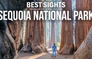 Viaggio nel Sequoia National Park, dimora dei giganti millenari californiani