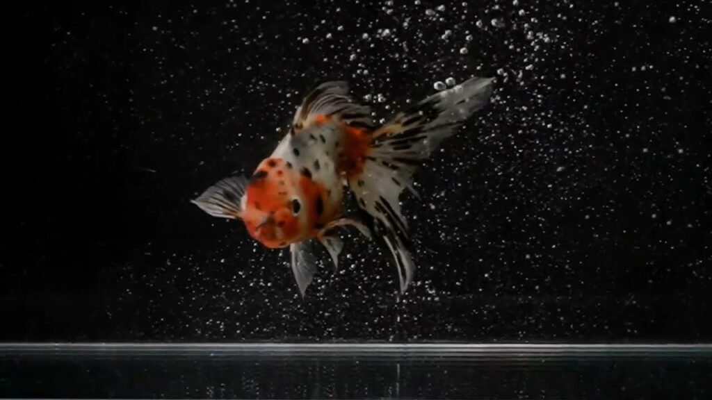 Atsushi Morioka che fotografa i pesci rossi, Il fotografo che cattura l’anima dei pesci rossi