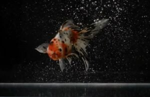 Il fotografo che cattura l’anima dei pesci rossi