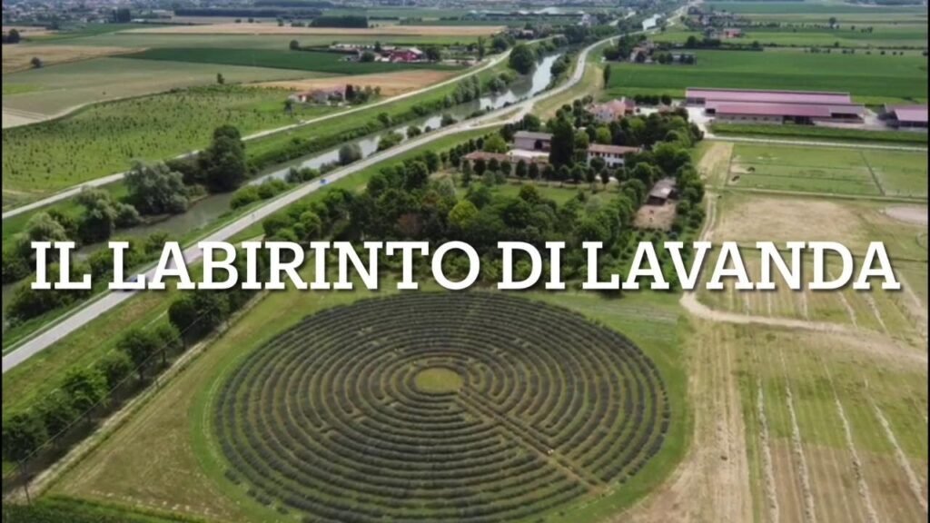 labirinto lavanda Italia Padova Tenuta Va Oltre Bovolenta, Il labirinto di lavanda più grande d&#8217;Italia tra storia sacra e profumi ancestrali
