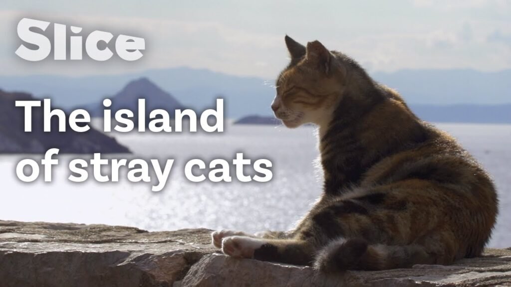 Syros Grecia isola gatti santuario felino, L’isola che ha fatto dei gatti i suoi abitanti d’onore