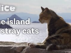 L’isola che ha fatto dei gatti i suoi abitanti d’onore