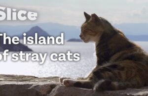 L’isola che ha fatto dei gatti i suoi abitanti d’onore