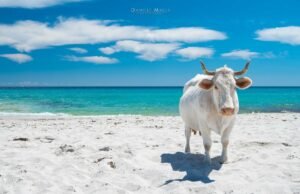 Berchida, l’incanto mediterraneo che risveglia l’anima