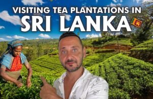 La raccolta del tè nello Sri Lanka: l’arte millenaria che profuma le montagne No#News la rivista dell'ozio e della serendipità, Periodico dell’ozio e della serendipità