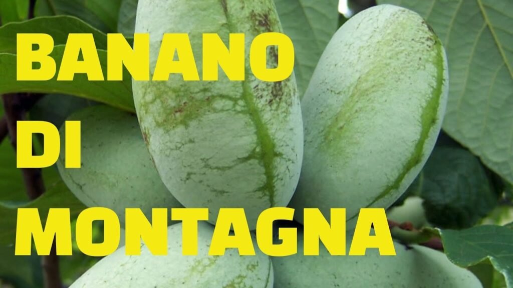 coltivazione banano di montagna Italia, Il banano di montagna che cresce tra le Alpi: quando l’esotico incontra il freddo