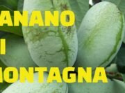 Il banano di montagna che cresce tra le Alpi: quando l’esotico incontra il freddo