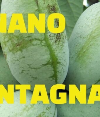 Il banano di montagna che cresce tra le Alpi: quando l’esotico incontra il freddo