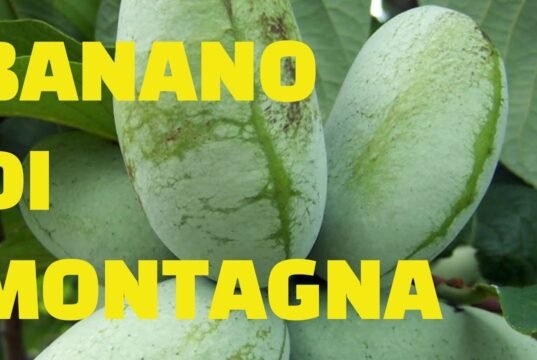 Il banano di montagna che cresce tra le Alpi: quando l’esotico incontra il freddo No#News la rivista dell'ozio e della serendipità, Periodico dell’ozio e della serendipità