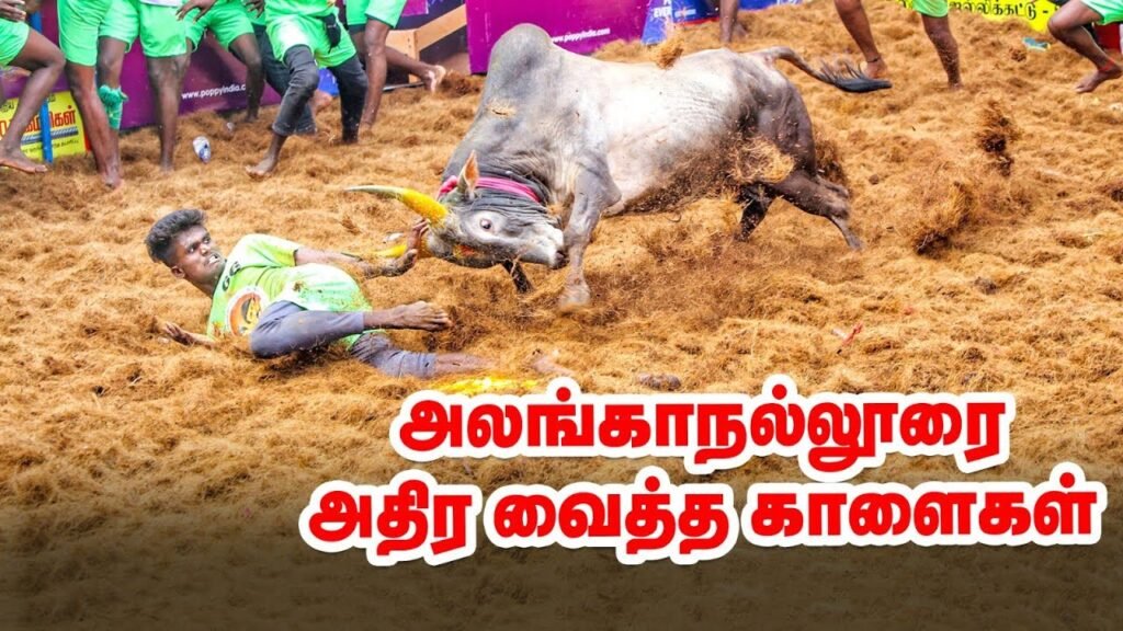 jallikattu Tamil Nadu tradizione tori Pongal, Jallikattu: il rito ancestrale che celebra uomo e toro nel Tamil Nadu