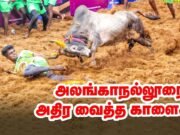 Jallikattu: il rito ancestrale che celebra uomo e toro nel Tamil Nadu
