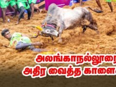 Jallikattu: il rito ancestrale che celebra uomo e toro nel Tamil Nadu