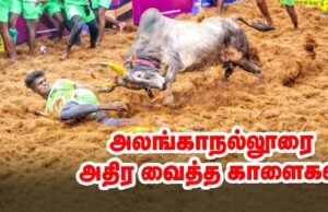 Jallikattu: il rito ancestrale che celebra uomo e toro nel Tamil Nadu