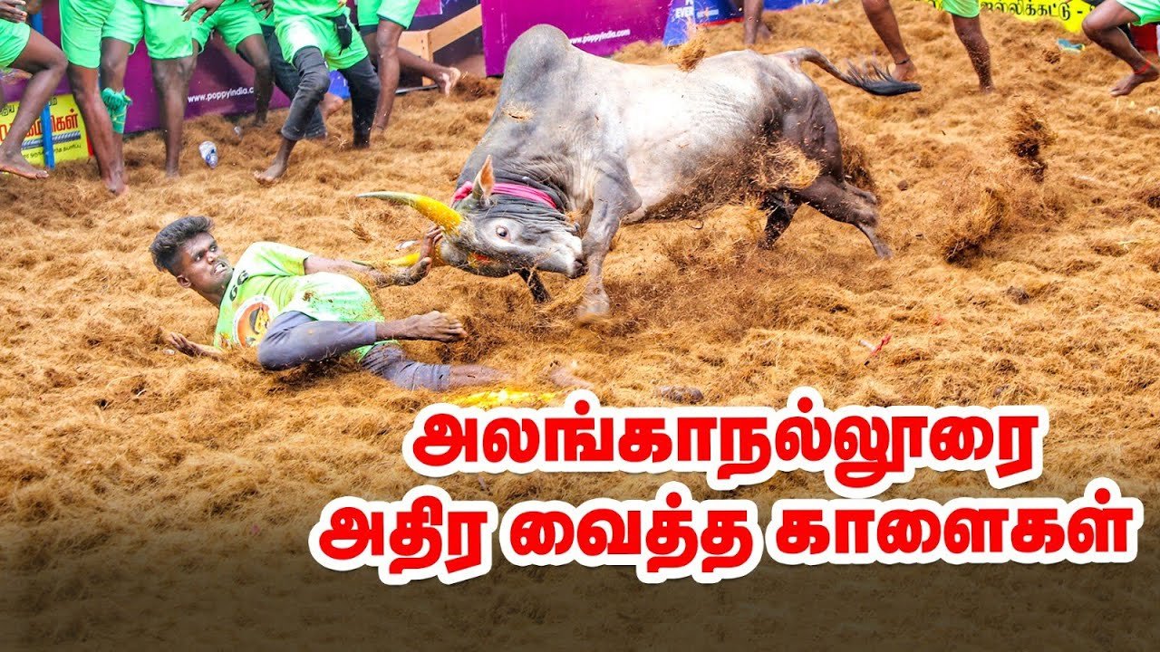 jallikattu il rito ancestrale che celebra uomo e toro nel tamil nadu da Nonewsmagazine.com jallikattu il rito ancestrale che celebra uomo e toro nel tamil nadu