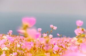 Il Desierto Florido: il miracolo di fioritura nel Deserto di Atacama