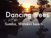 Sumba, l’isola indonesiana delle mangrovie danzanti e dei villaggi ancestrali