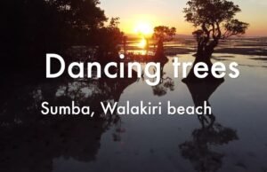 Sumba, l’isola indonesiana delle mangrovie danzanti e dei villaggi ancestrali No#News la rivista dell'ozio e della serendipità, Ozio e serendipità