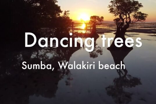 Sumba, l’isola indonesiana delle mangrovie danzanti e dei villaggi ancestrali No#News la rivista dell'ozio e della serendipità, Ozio e serendipità