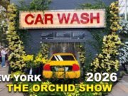 Orchidee contro il cemento: la mostra florale che trasforma il Bronx in un sogno tropicale