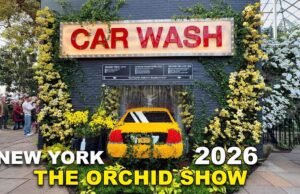 Orchidee contro il cemento: la mostra florale che trasforma il Bronx in un sogno tropicale No#News la rivista dell'ozio e della serendipità, Ozio e serendipità