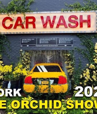 Orchidee contro il cemento: la mostra florale che trasforma il Bronx in un sogno tropicale