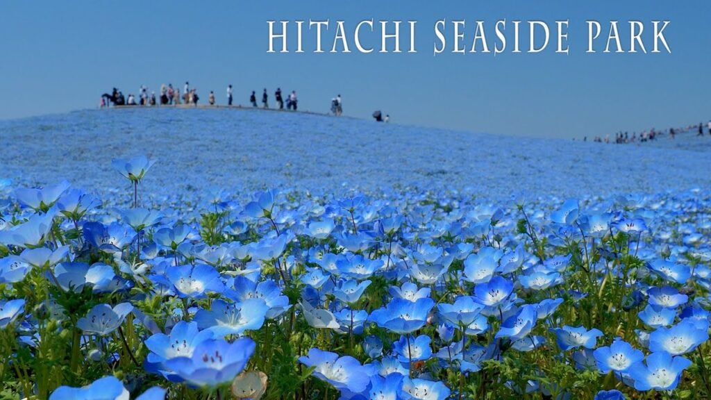 Hitachi Seaside Park fiori Nemophila primavera Giappone, Hitachi Seaside Park: dove milioni di fiori blu cancellano il confine tra terra e cielo