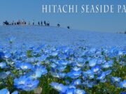 Hitachi Seaside Park: dove milioni di fiori blu cancellano il confine tra terra e cielo
