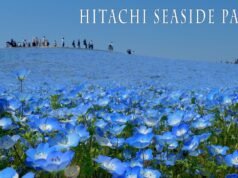 Hitachi Seaside Park: dove milioni di fiori blu cancellano il confine tra terra e cielo No#News la rivista dell'ozio e della serendipità, Ozio e serendipità