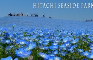 Hitachi Seaside Park: dove milioni di fiori blu cancellano il confine tra terra e cielo