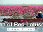 Il lago che fiorisce una volta l’anno: il segreto del Talay Bua Daeng in Thailandia