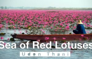 Il lago che fiorisce una volta l’anno: il segreto del Talay Bua Daeng in Thailandia