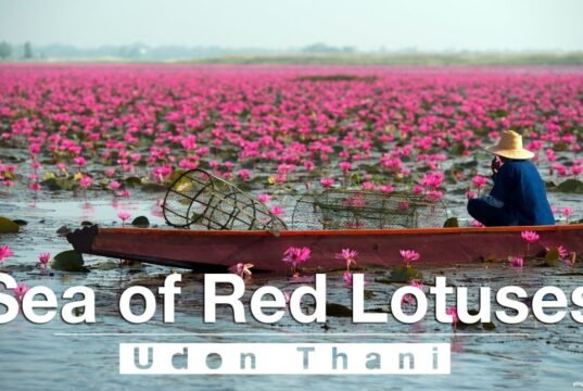 Il lago che fiorisce una volta l’anno: il segreto del Talay Bua Daeng in Thailandia No News la rivista dell'ozio e della serendipità, Ozio e serendipità