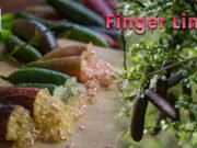 Il caviale della foresta pluviale: il finger lime conquista le cucine del mondo
